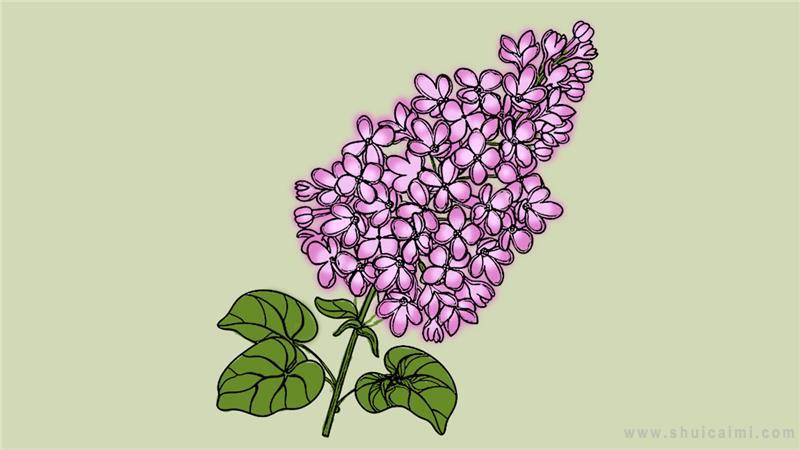 紫丁香简笔画怎么画 紫丁香简笔画图片