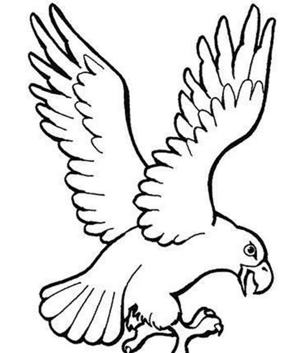 简笔画老鹰 小动物 简单 漂亮|儿童简笔画老鹰图片