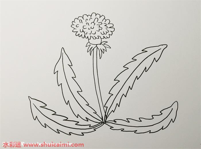 蒲公英怎么画 蒲公英简笔画图片带颜色