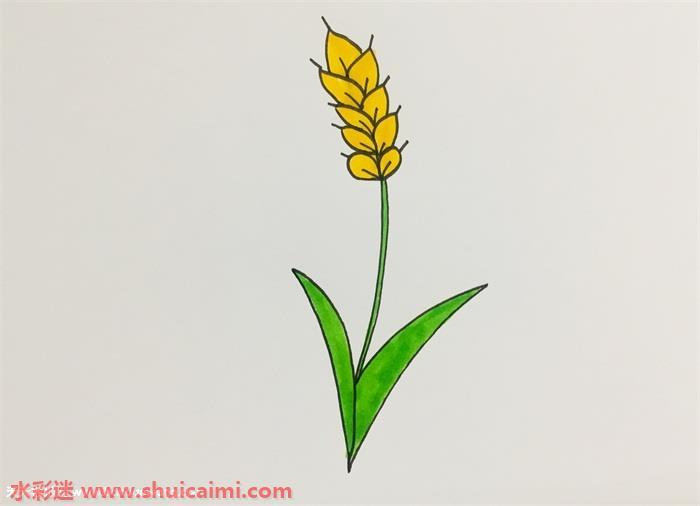 小麦怎么画 小麦简笔画简单彩色