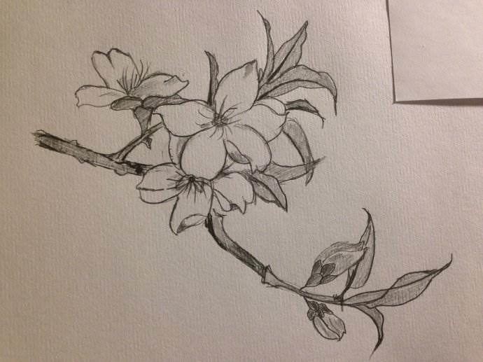 桃花简笔画 桃花简笔画简单又好看