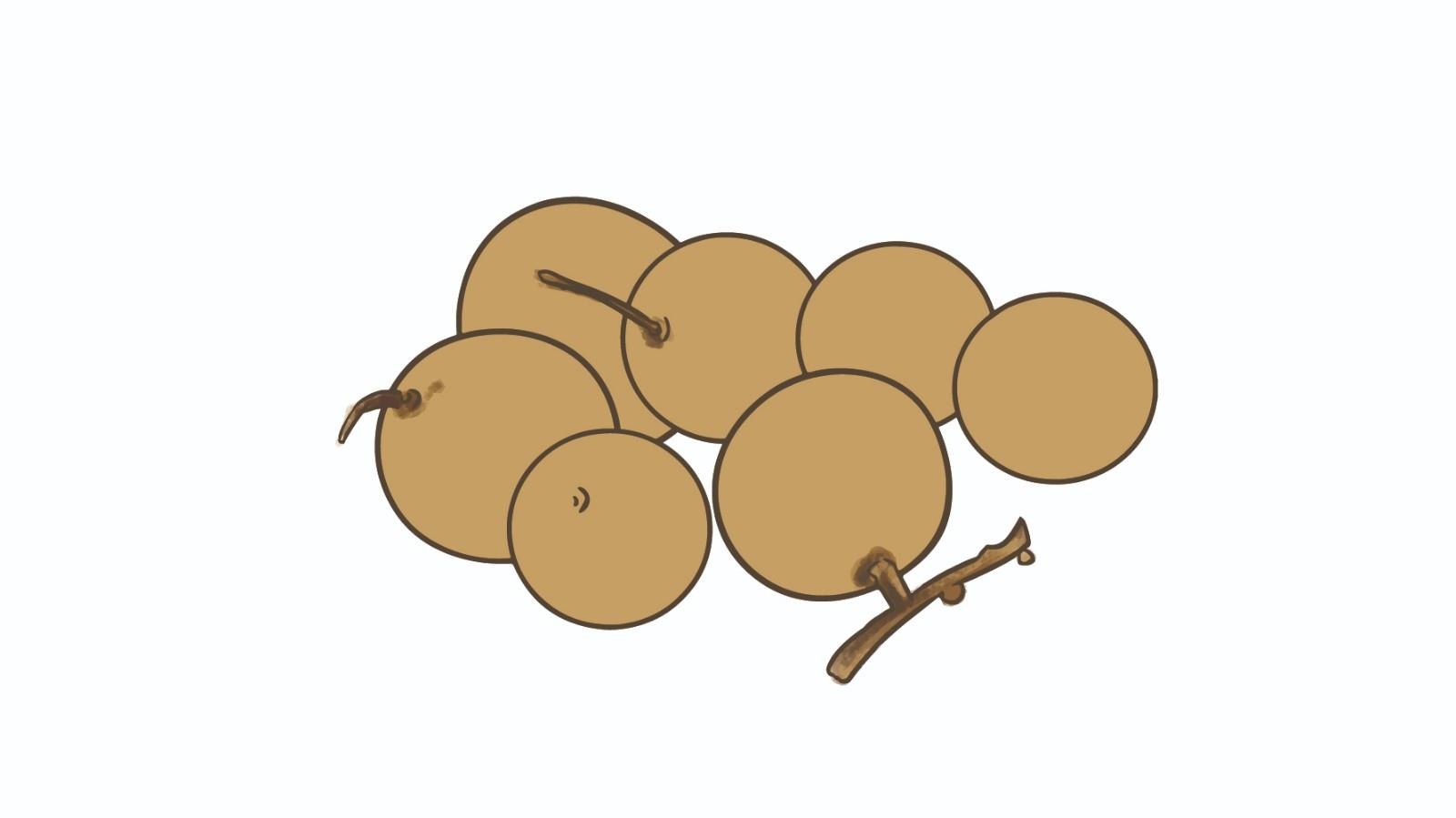 桂圆简笔画怎么画 桂圆简笔画图片