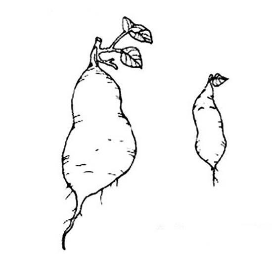 红薯简笔画 红薯简笔画彩色