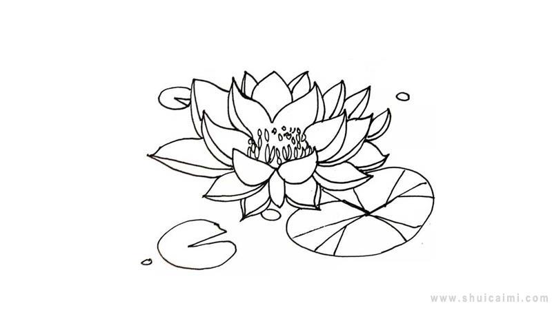 睡莲简笔画怎么画 睡莲简笔画图片