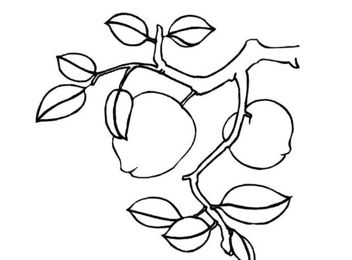 桃子简笔画图片大全 桃子简笔画图片大全大图