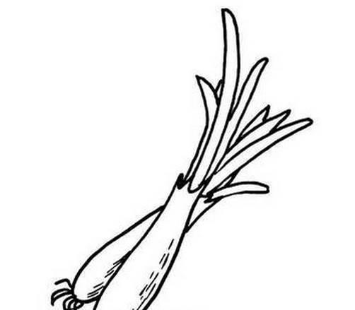 大葱简笔画 大葱简笔画图片带颜色