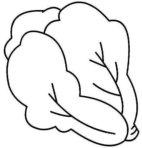 白菜怎么画简笔画 白菜怎么画简笔画简单