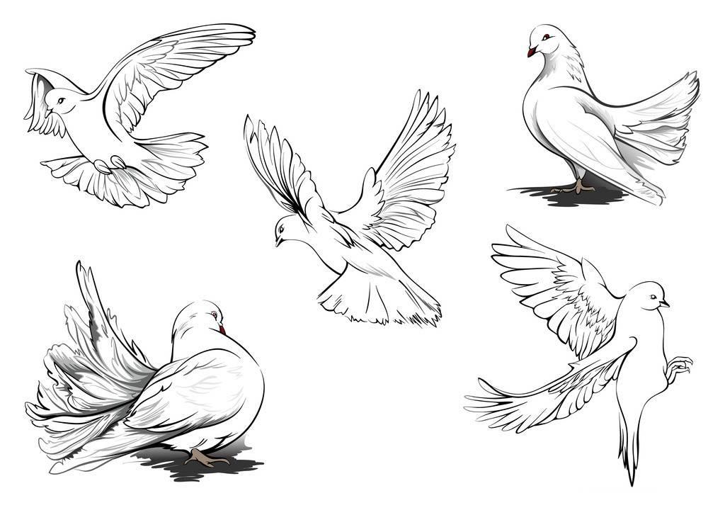 和平鸽简笔画 和平鸽简笔画儿童简笔画