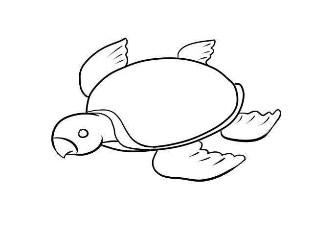 海龟简笔画 海龟简笔画图片