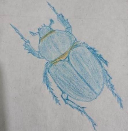 甲虫简笔画 金步甲虫简笔画