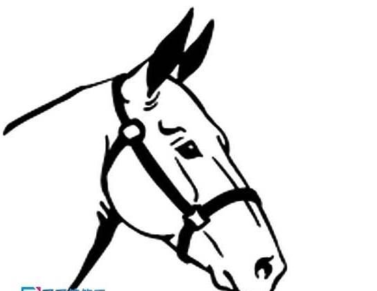 画马简笔画 怎样画马简笔画