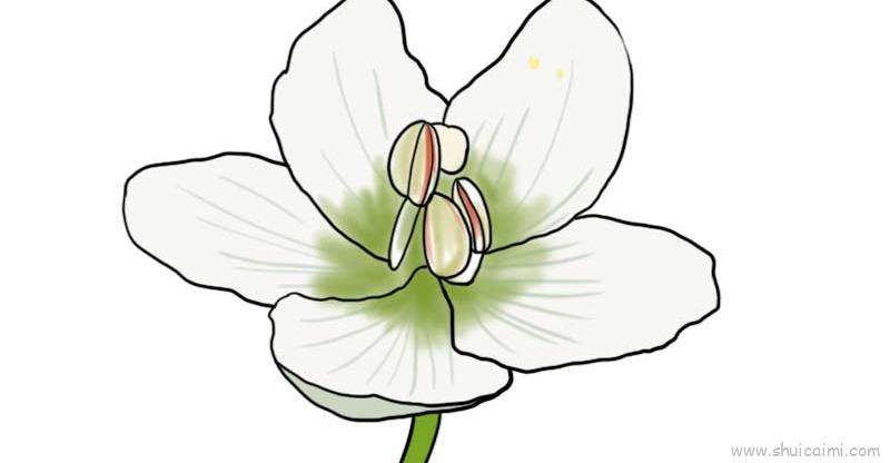 梅花草儿童画怎么画 梅花草简笔画图片