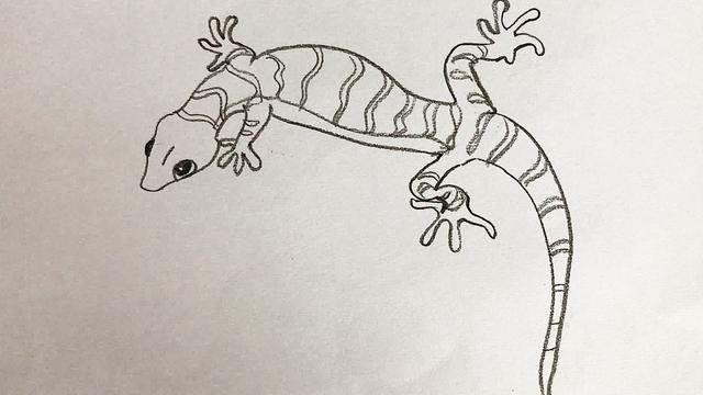 爬行动物简笔画 爬行动物简笔画彩色