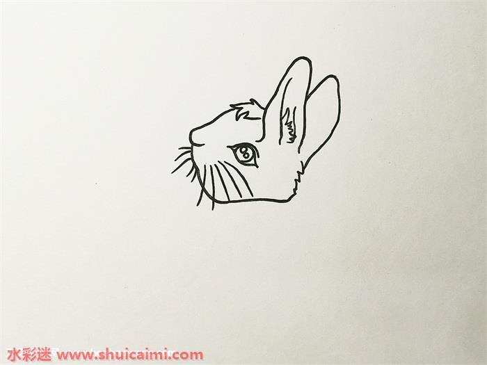 彼得兔怎么画 彼得兔简笔画彩色