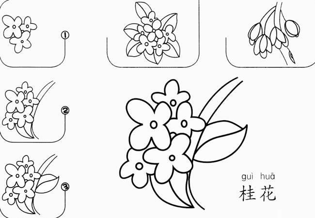 桂花简笔画 桂花简笔画图片