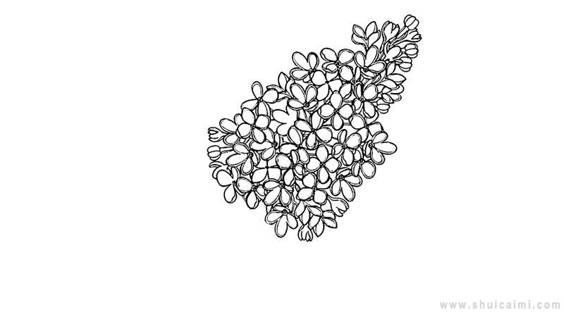 紫丁香简笔画怎么画 紫丁香简笔画图片