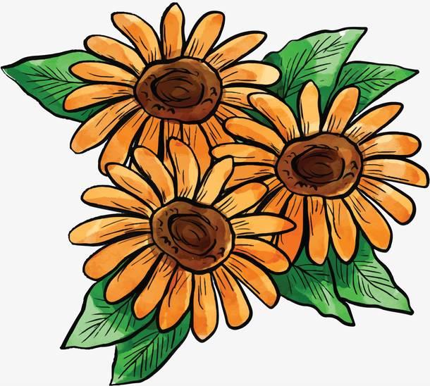 雏菊简笔画 雏菊简笔画大全