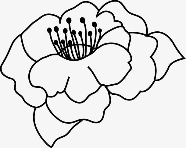 花瓣的简笔画图片大全 花瓣的简笔画图片大全大图