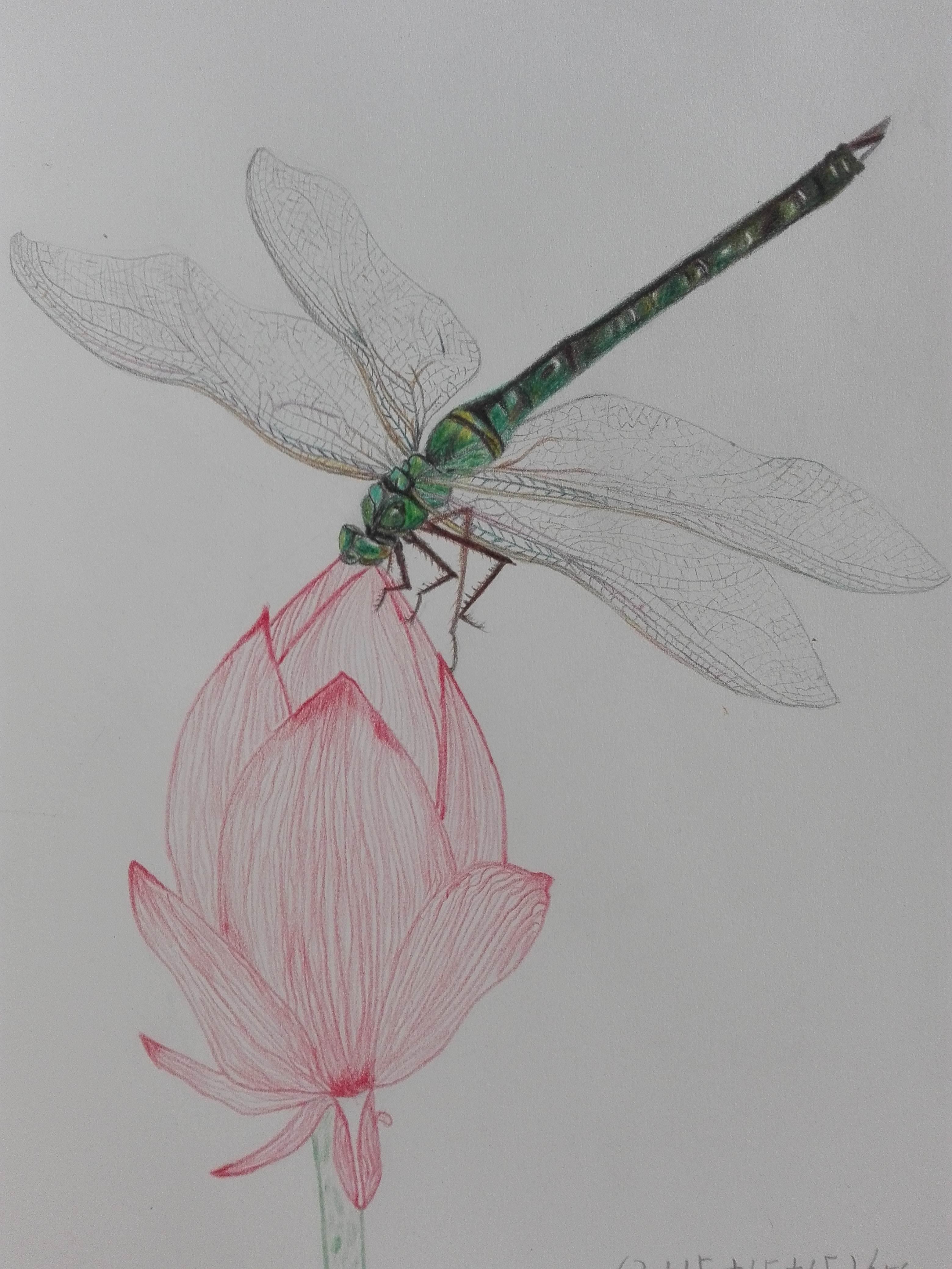 小荷才露尖尖角简笔画 小荷才露尖尖角简笔画彩色