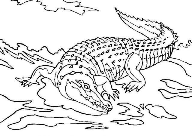 鳄鱼简笔画 鳄鱼简笔画彩色