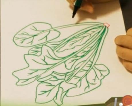 菠菜简笔画 菠菜简笔画图片带颜色