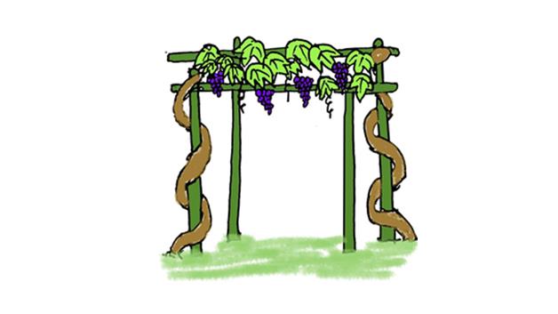 葡萄架简笔画怎么画 葡萄架简笔画画法