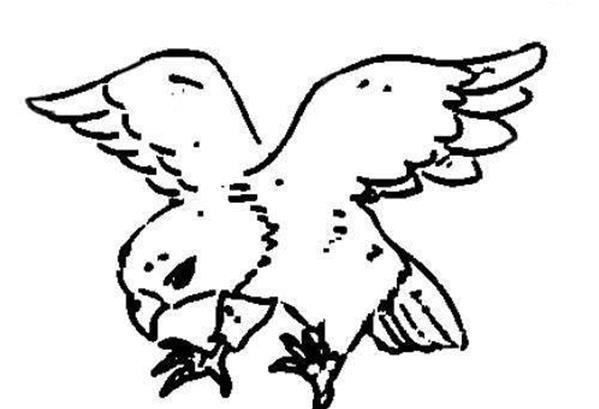 简笔画老鹰 小动物 简单 漂亮|儿童简笔画老鹰图片