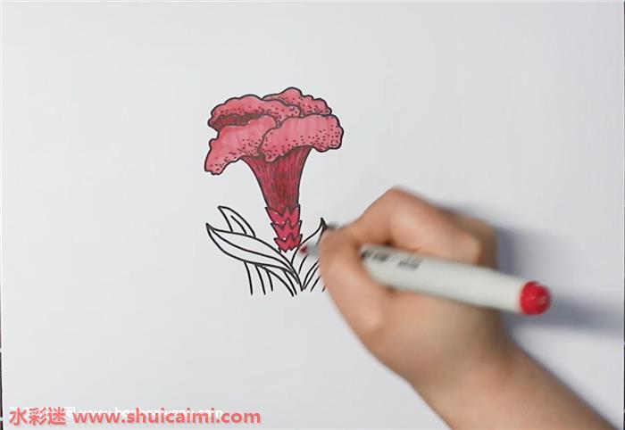 鸡冠花怎么画 鸡冠花简笔画简单好看带颜色