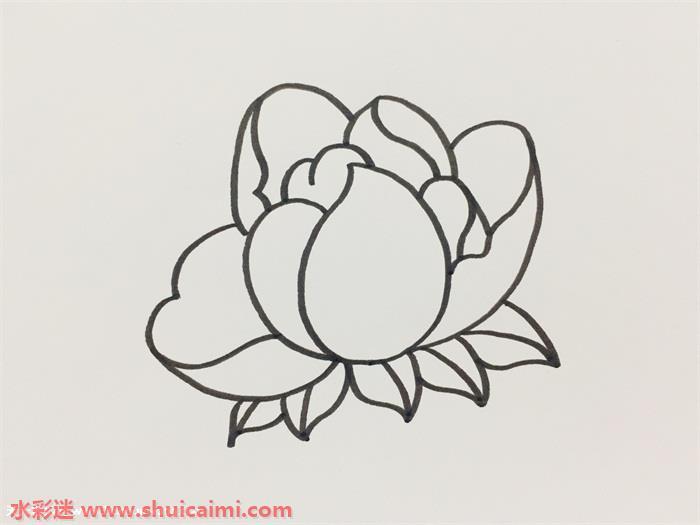 芍药怎么画 芍药简笔画简单彩色