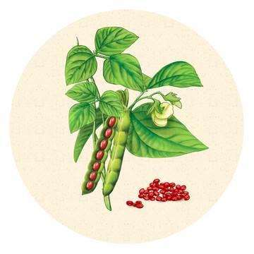 红豆简笔画 红豆简笔画可爱