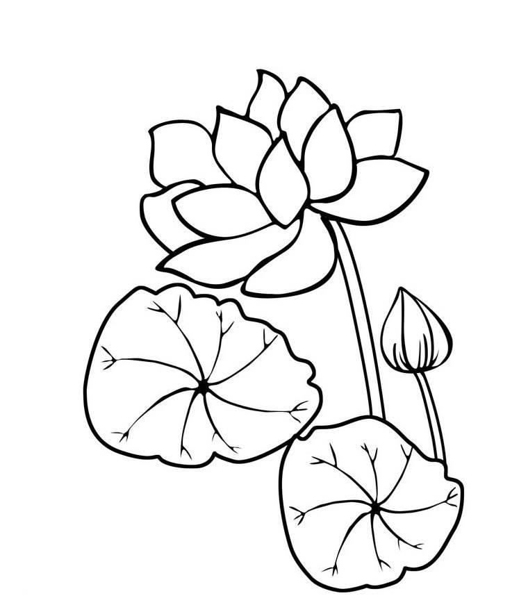 各种花简笔画图片大全 各种花简笔画图片大全大图