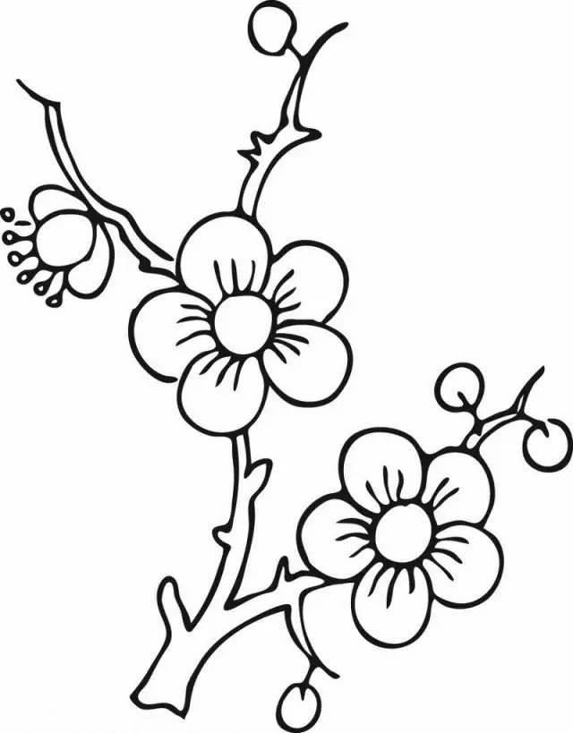 腊梅简笔画图片 腊梅简笔画彩色