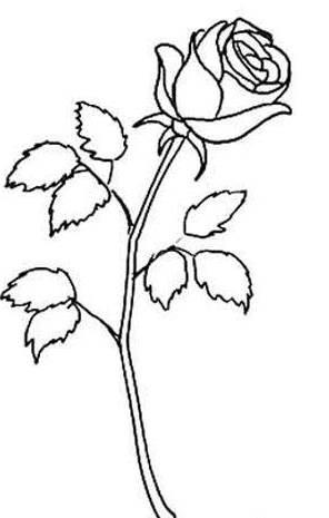 玫瑰花简笔画 玫瑰花简笔画简单漂亮