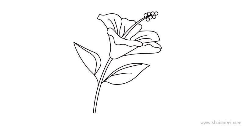 扶桑花儿童画怎么画 扶桑花简笔画图片