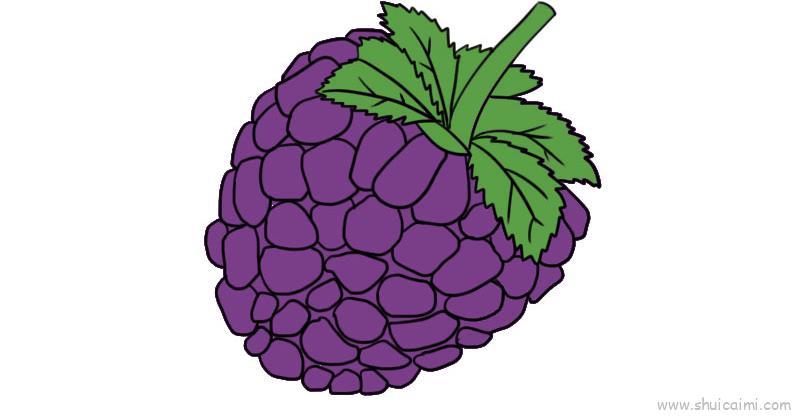 黑莓儿童画怎么画 黑莓简笔画图片