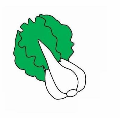 白菜简笔画 白菜简笔画图片带颜色