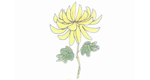 菊花叶子简笔画 菊花叶子简笔画图片