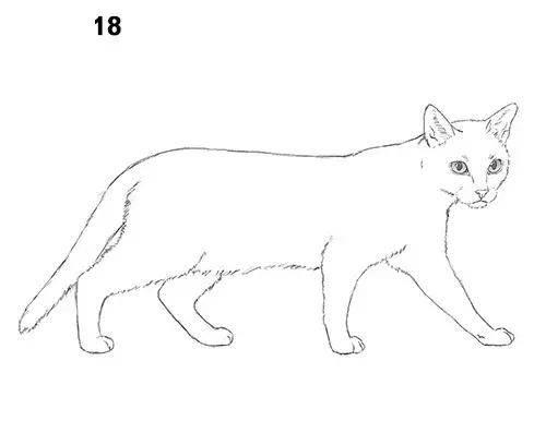 猫简笔画图片 猫简笔画图片大全可爱