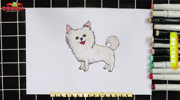 蝴蝶犬怎么画 蝴蝶犬简笔画图片带颜色