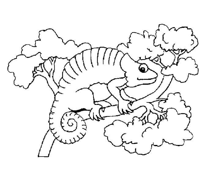 变色龙简笔画 变色龙简笔画彩色