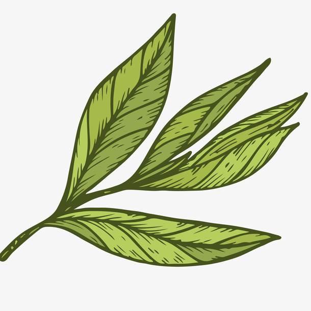 茶叶简笔画 茶叶简笔画彩色