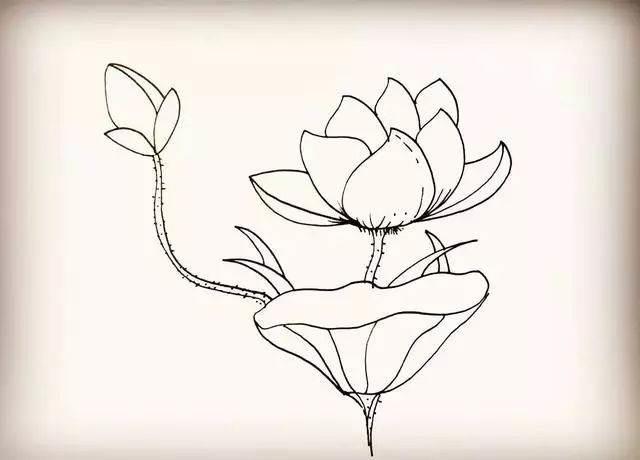 莲花简笔画 莲花简笔画图片大全大图