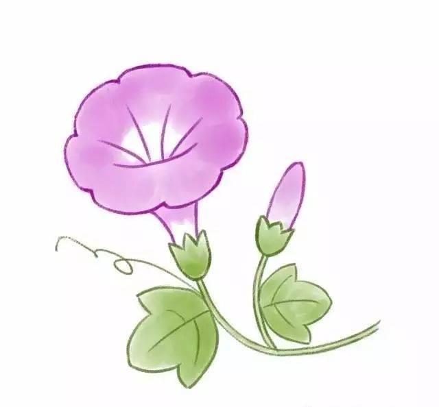 牵牛花简笔画 牵牛花简笔画图片