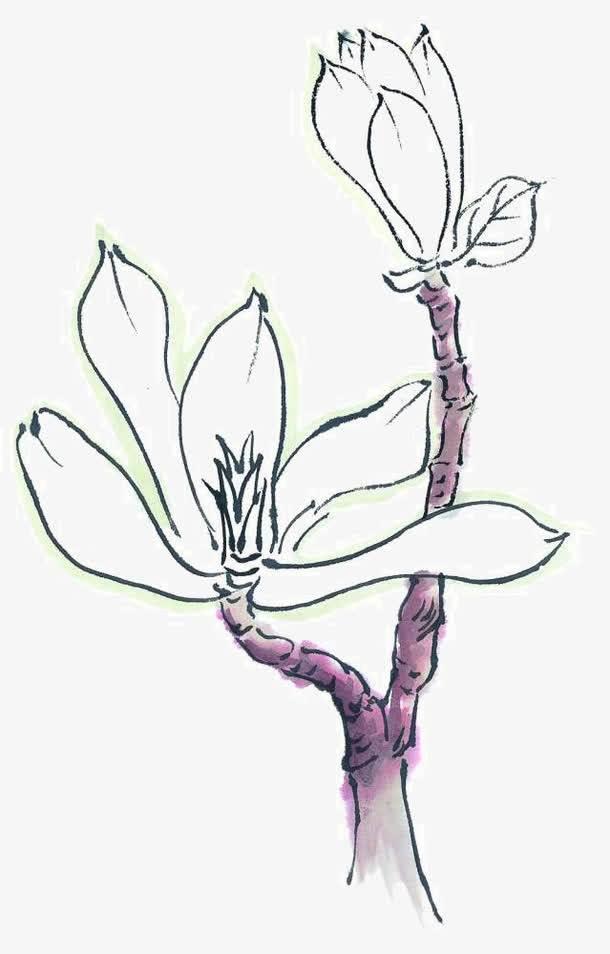 玉兰花简笔画图片大全 玉兰花简笔画图片大全彩色