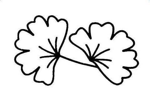 叶子简笔画 叶子简笔画彩色