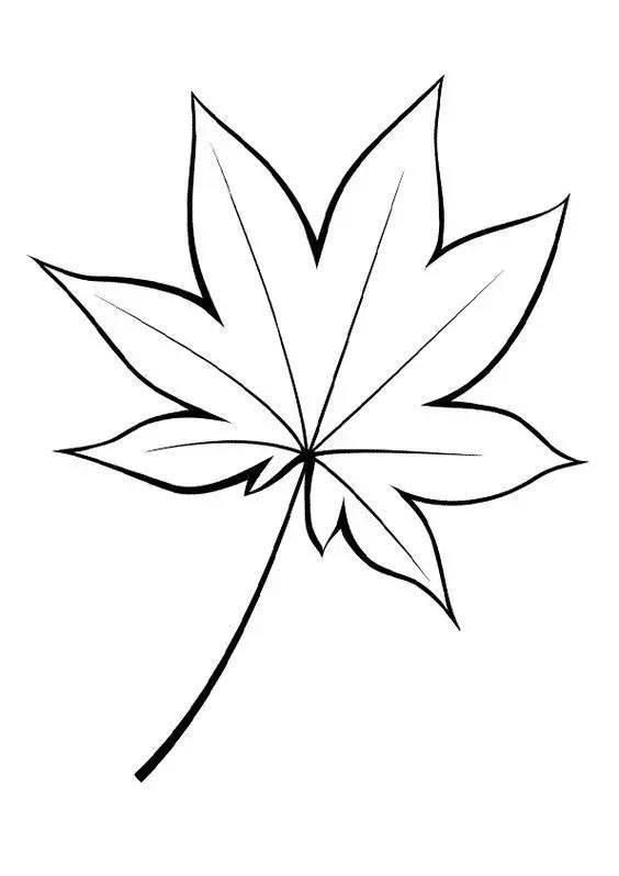 枫树简笔画 枫树简笔画图片大全大图