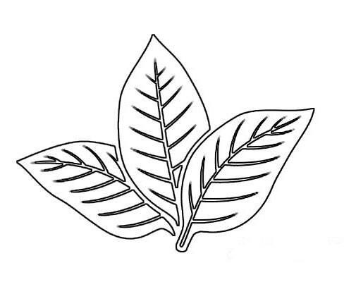 叶子简笔画 叶子简笔画彩色