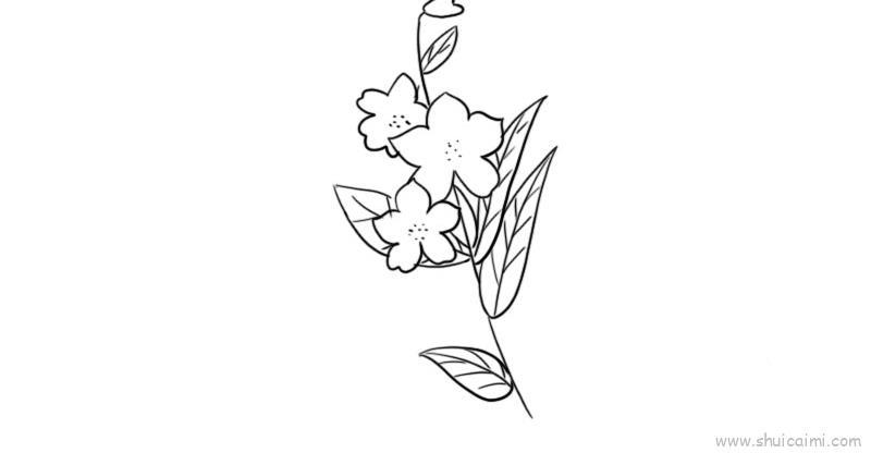 烟草花儿童画怎么画 烟草花简笔画步骤