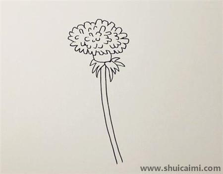 蒲公英彩色儿童简笔画