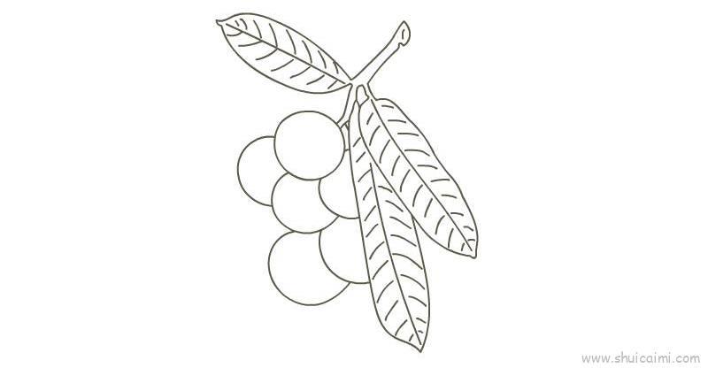 桂圆儿童画怎么画 桂圆简笔画简单